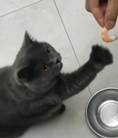 고양이