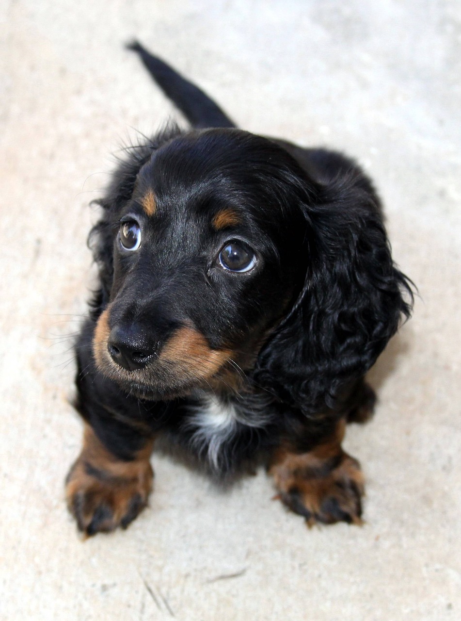 닥스훈트(Dachshund)2