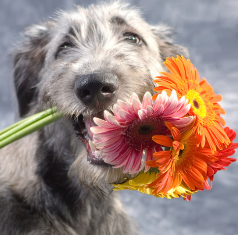 강아지 산책길 위험한 꽃 vs 안전한 식물 총정리