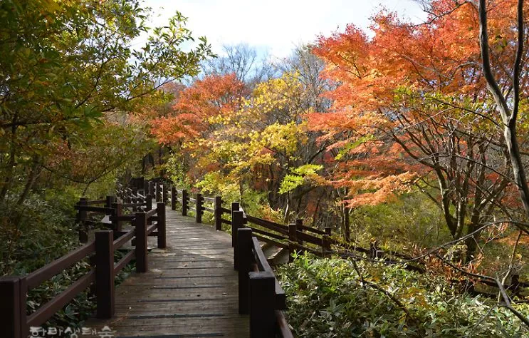 제주도-가을-여행-단풍-명소-한라생태숲-산책길