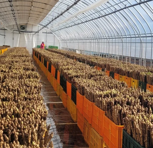 두릅 재배 순 수확 시기 가지치기 겨울 보온_4