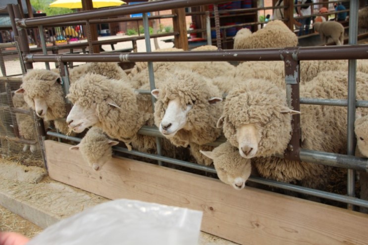 양평 가볼만한곳