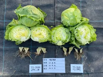 양상추 재배 결구 키우기 파종 시기 물주기 요령_10