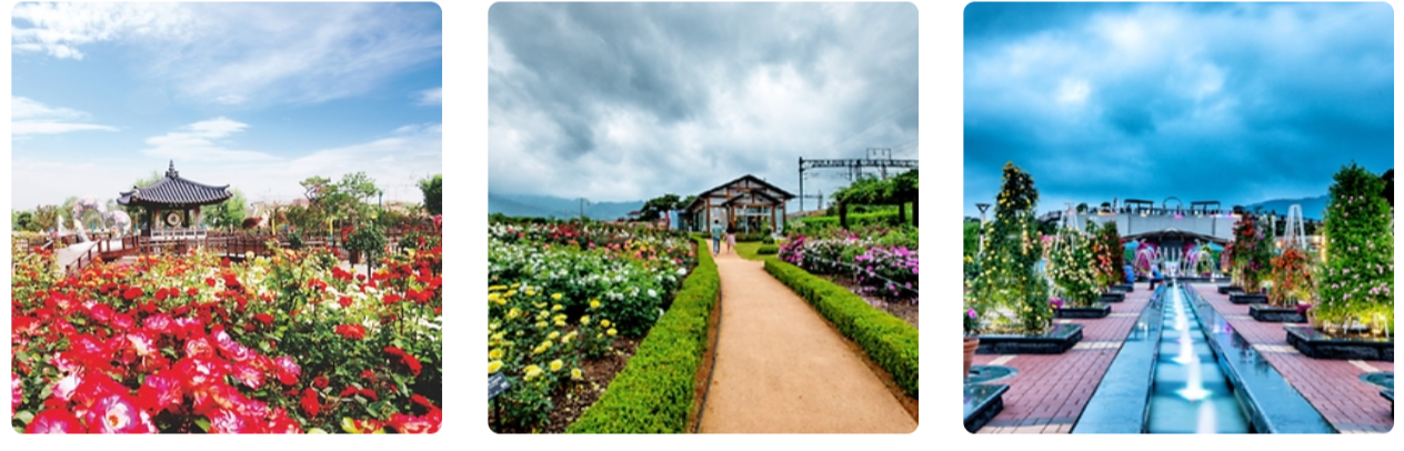 5월 장미축제 일정 알아보기