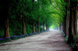 전라남도 담양 메타세쿼이아길