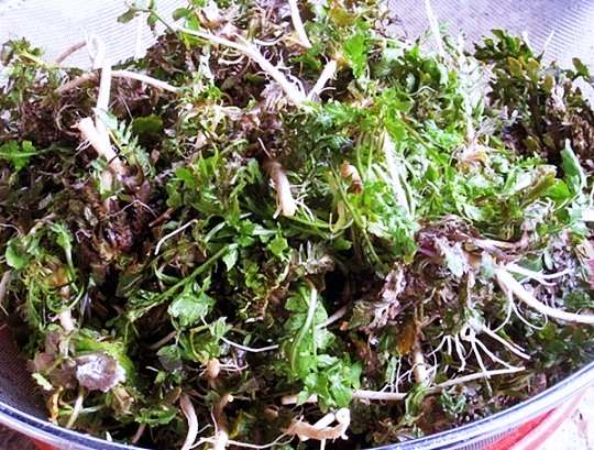 6시내고향 충남 홍성 냉이 파는 곳 전국 택배 온라인 전화 주문 추천 