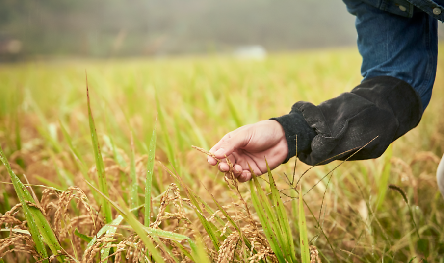 농어민수당 자격