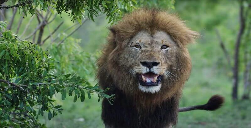 사자꿈 꿈해몽 태몽 길몽 길운 10가지 정리.첫번째