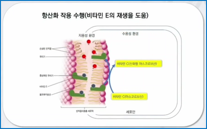 항산화영양소