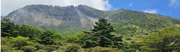 한라산 구상나무 대표목 이미지사진