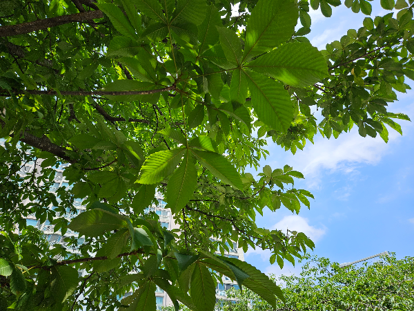 칠엽수 잎
