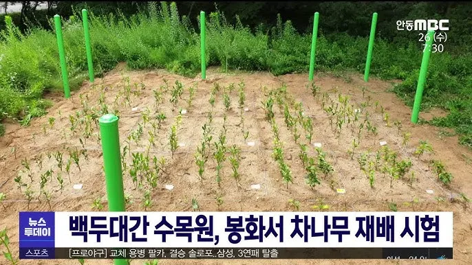 차나무 재배 잎 따기 시기 그늘 재배 향 유지_8