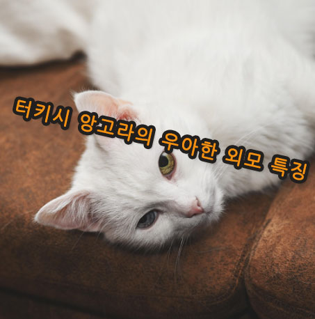 터키시 앙고라의 우아한 외모 특징