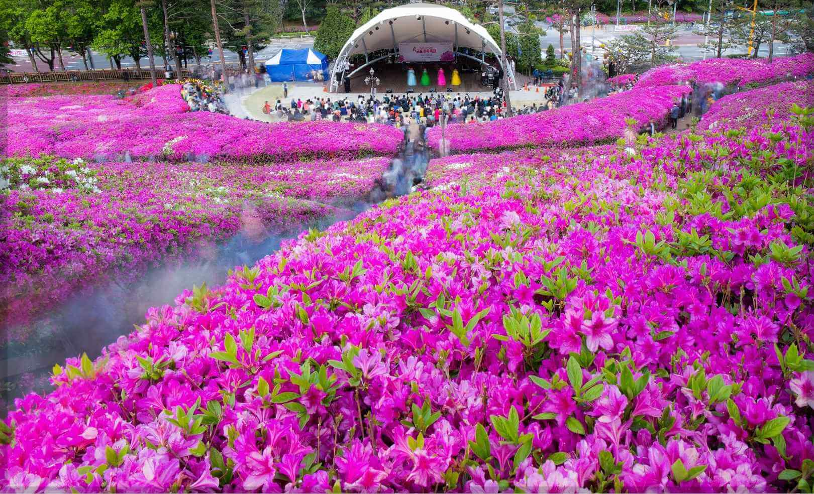 봄에 가기 좋은 철쭉 축제 (Best 3)