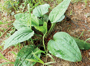 차전자피의 효능 핵심은 '이것'