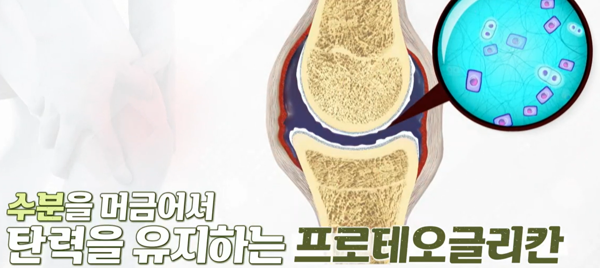 프로테오글리칸 효능
