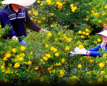 고흥 유자 축제_16