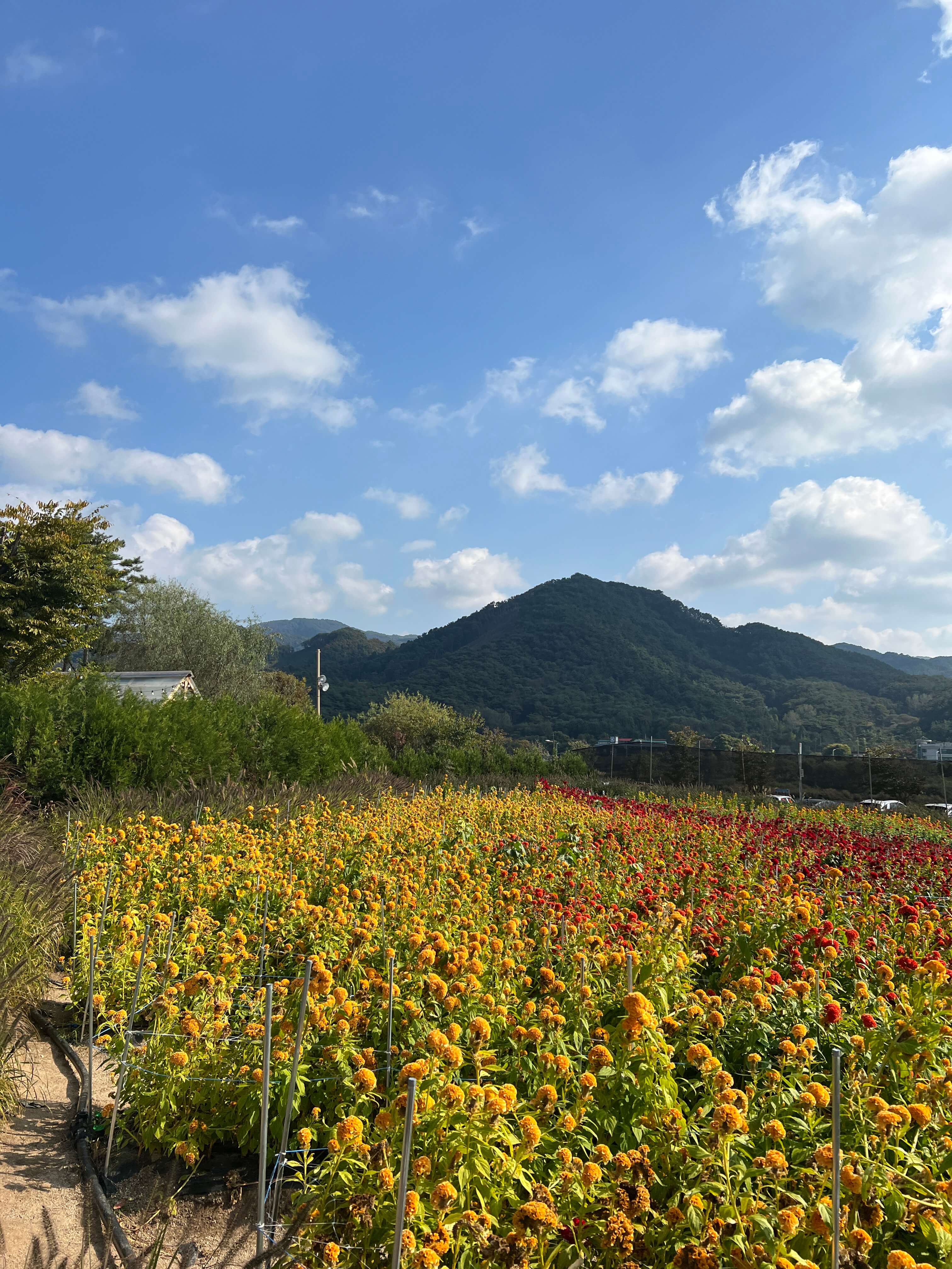 카페 감자밭