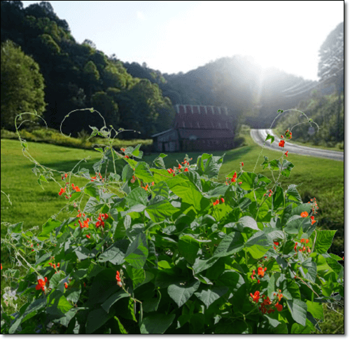 야생 붉은 콩 식물