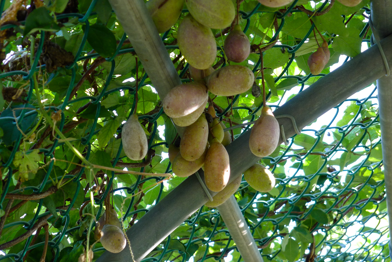 으름열매 이미지