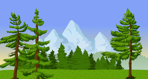 푸르고 키가 큰 나무들이 줄지어 서 있다. 뒤에는 하얀 설산들이 있다.