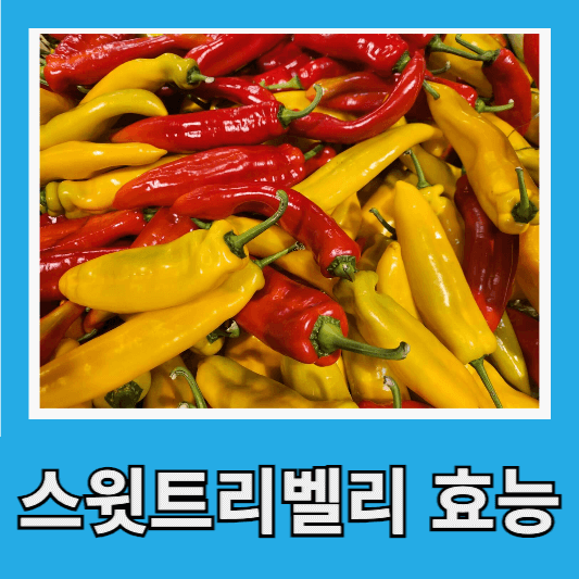 스윗트리벨리 파프리카 효능