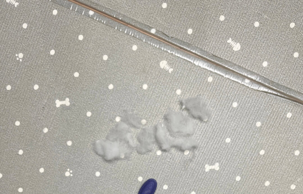 포메라니안_털빠짐