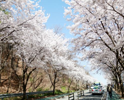평택 벚꽃 명소