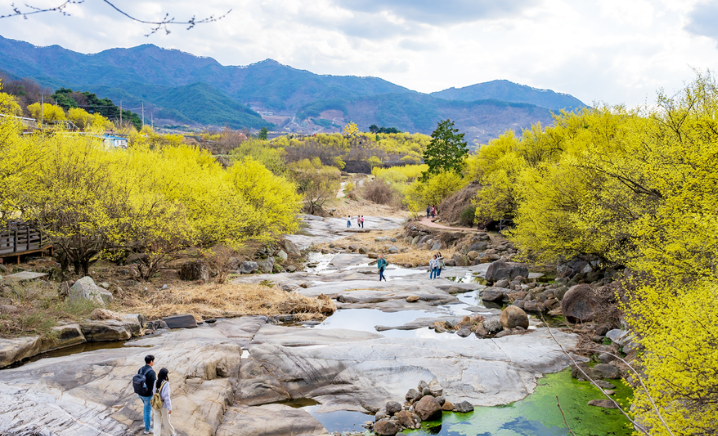 구례 산수유