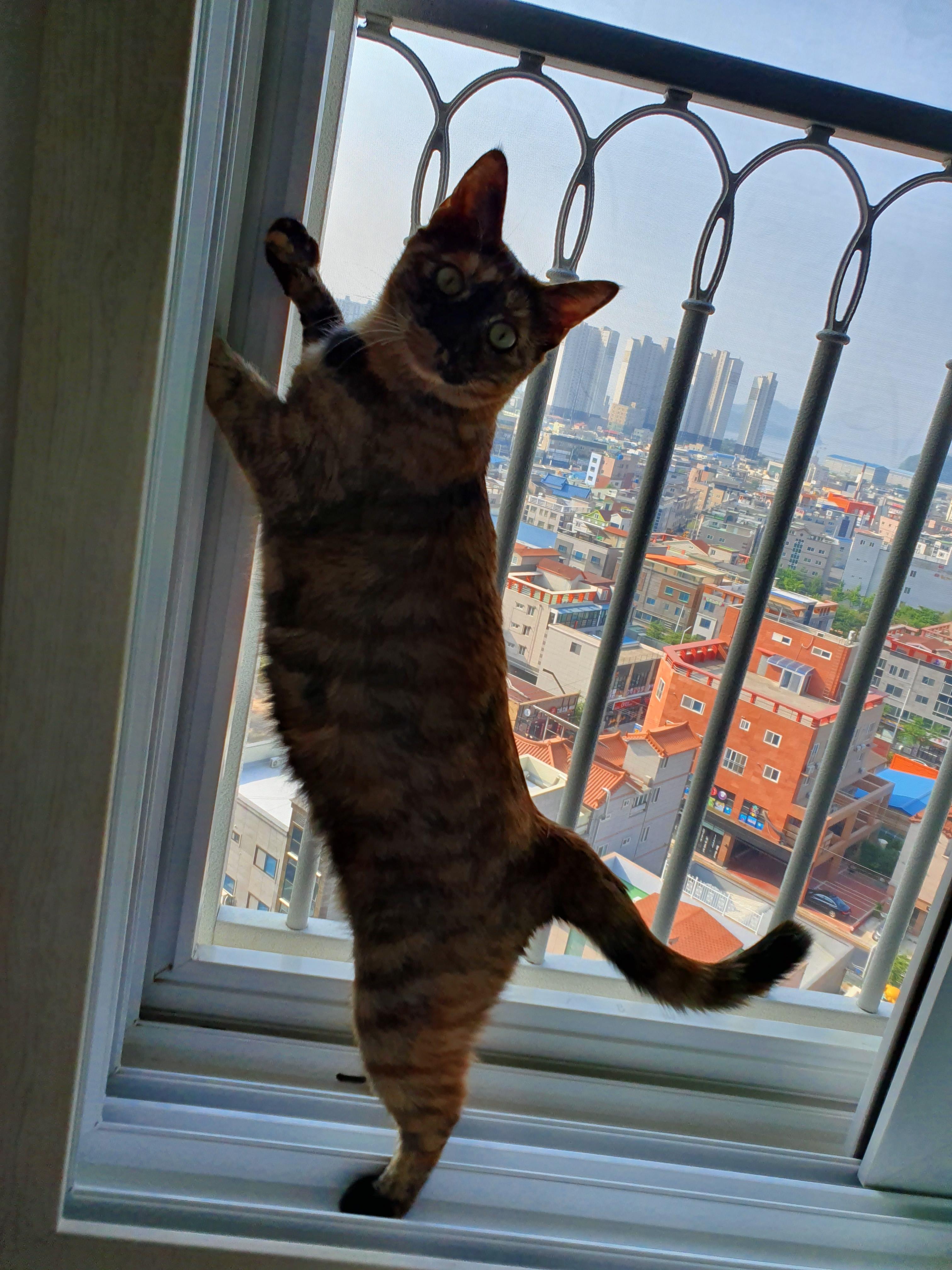 고양이들의 다양한 울음소리