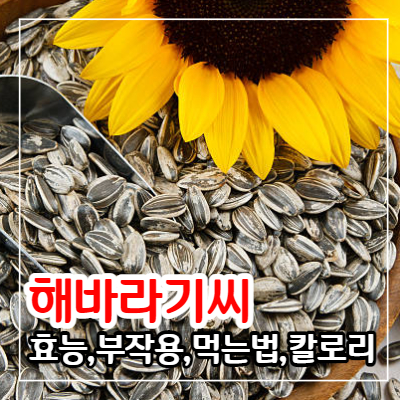 해바라기씨 효능과 부작용 및 먹는 법&#44; 칼로리