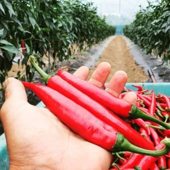 영양 고추 가격 시세 10근가격 현재 농산물 시세_22