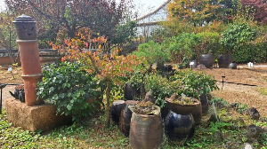 화성_우리꽃식물원_국화전시회