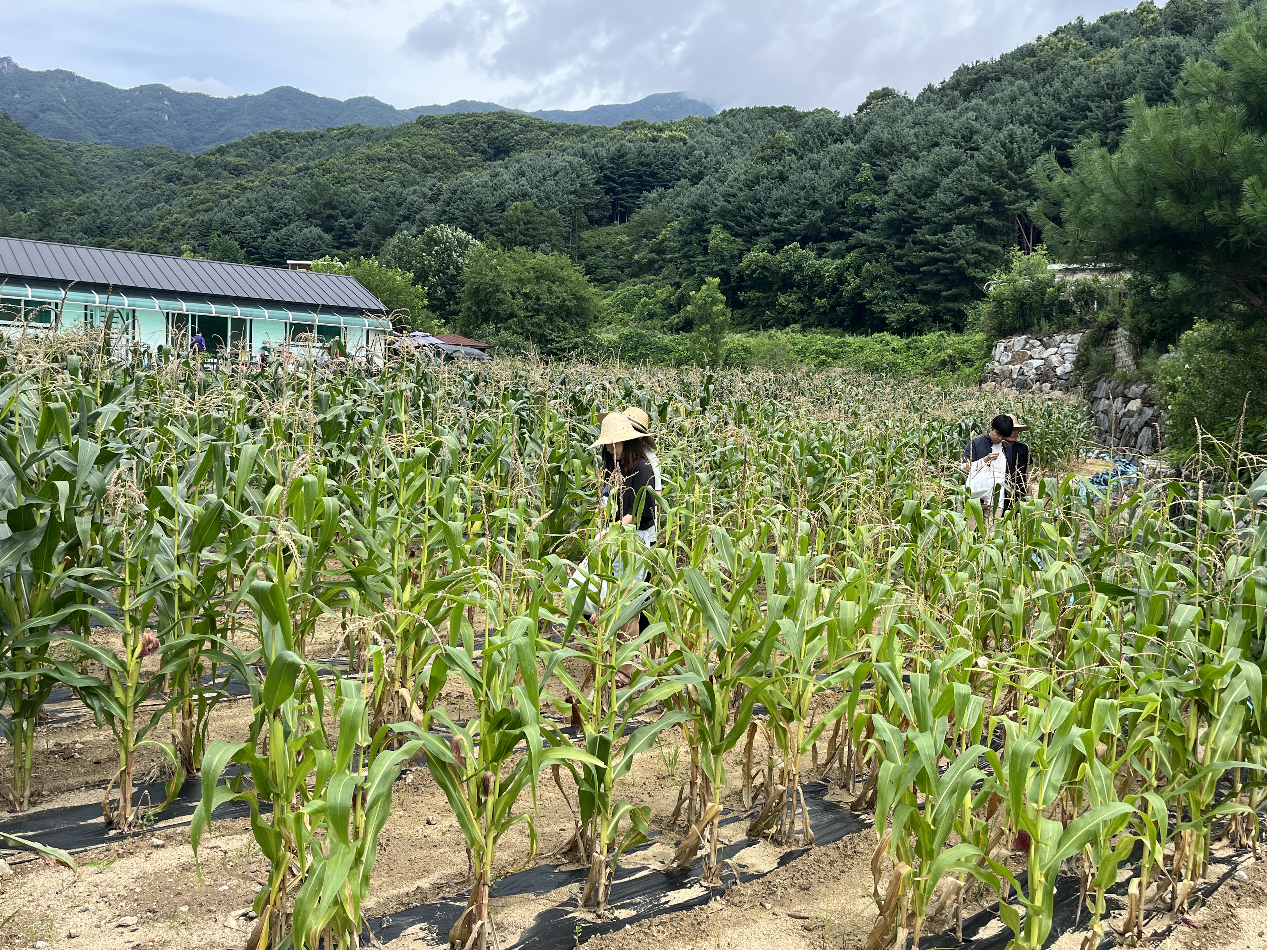 이미지설명: 옥수수밭과 옥수수를 따는 지회원의 모습