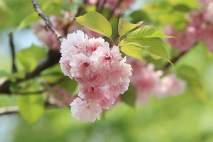 서산 개심사 겹벚꽃·청벚꽃 개화상황