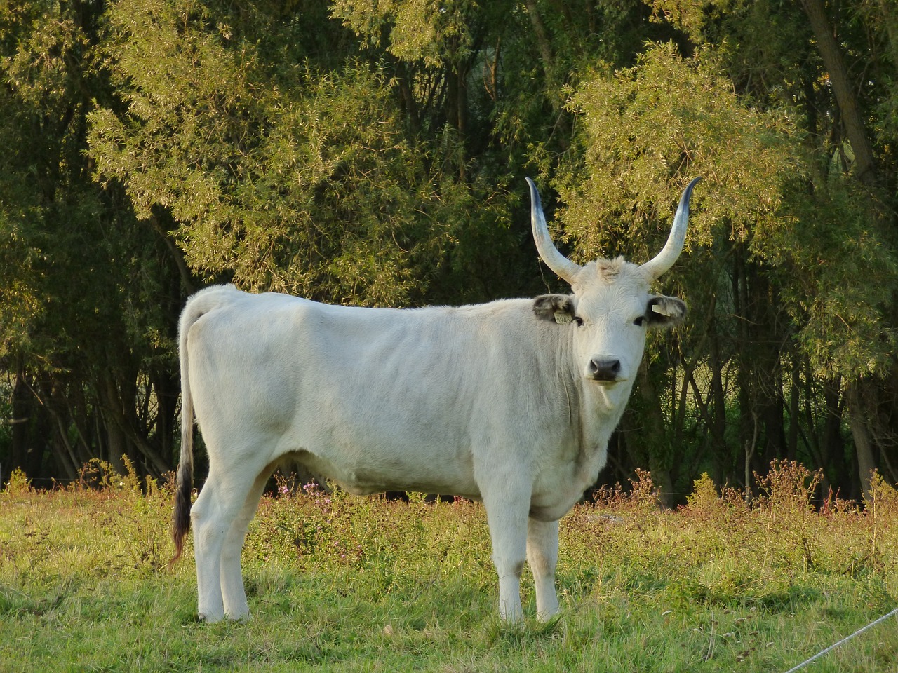 싱가포르 쇼핑 리스트