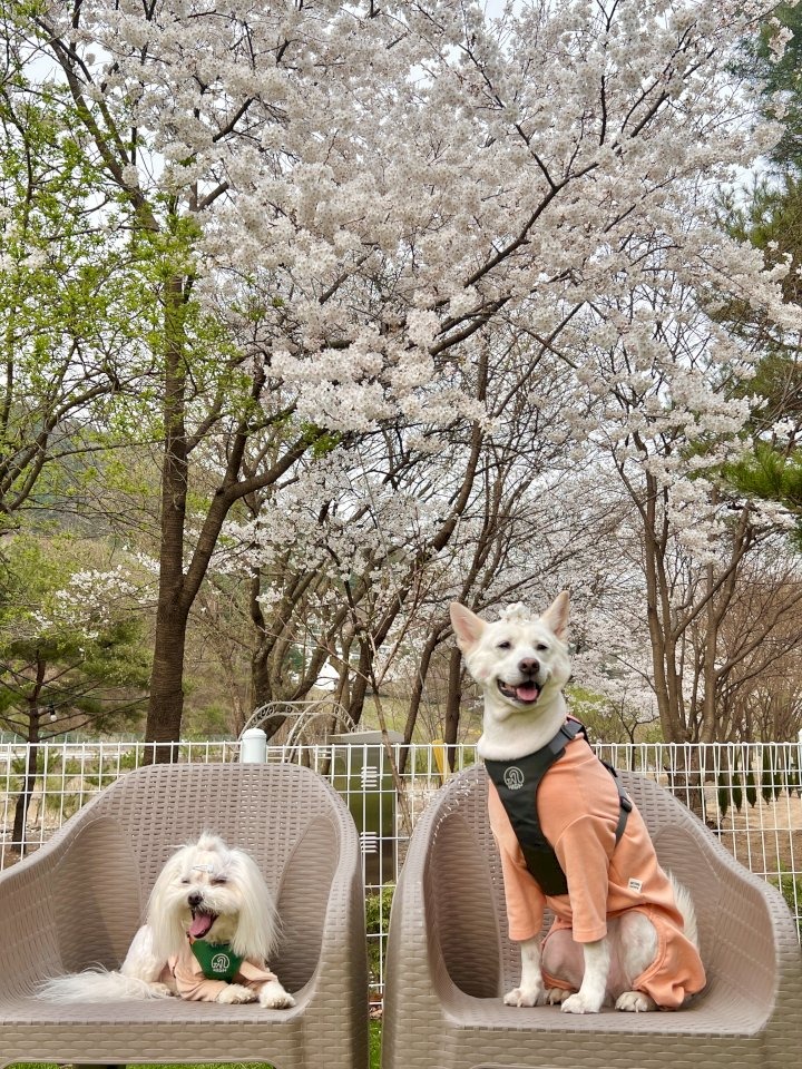 애견동반 드라이브 코스