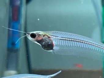 투명 물고기, 글래스 캣피쉬의 생태와 실내 수조 구성법