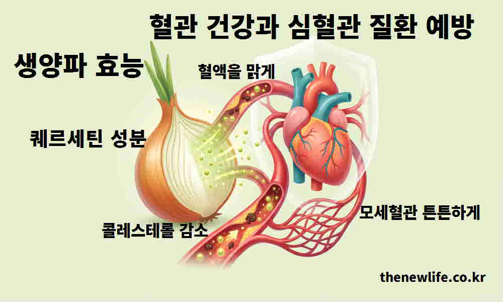 생양파 효능 혈관 건강 심혈관 질환 예방