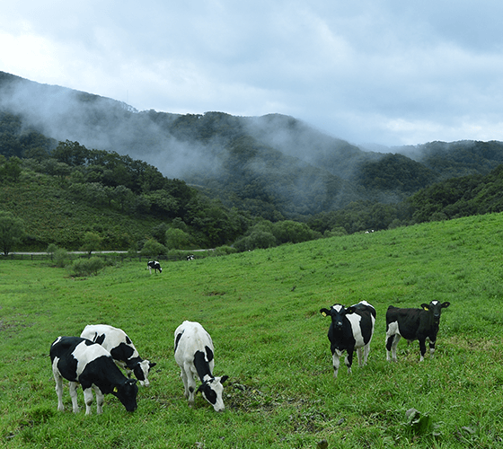 대관령 하늘목장 체험 정보