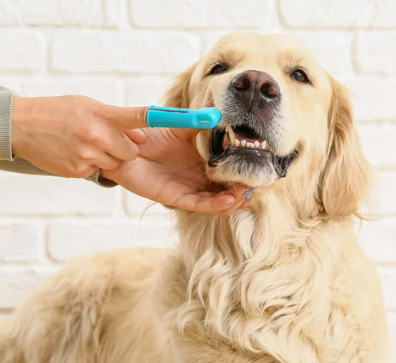 강아지 치석, 왜 생기고 어떻게 제거해야 할까?