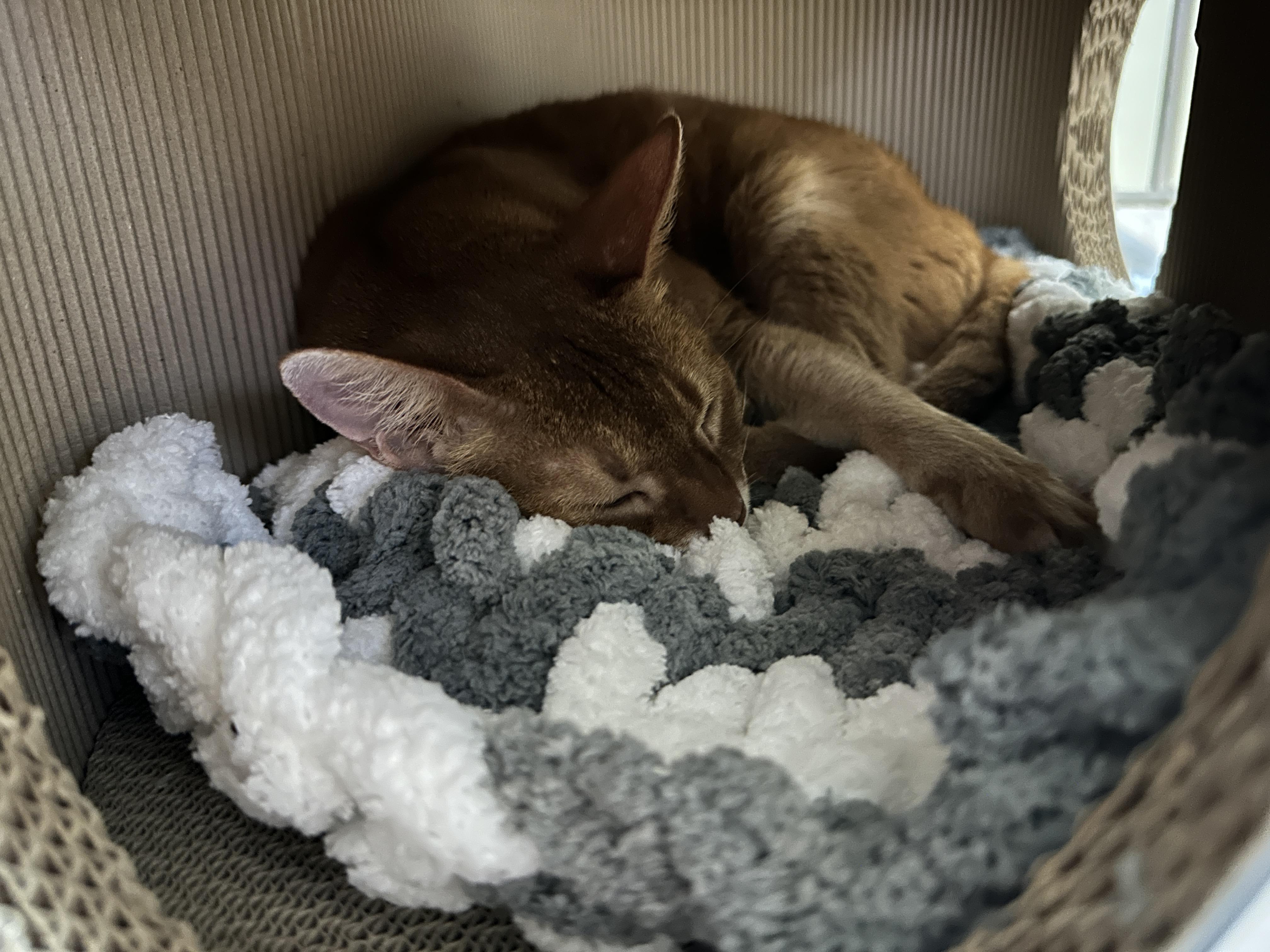 방석_위에서_편안하게_잠든_루나