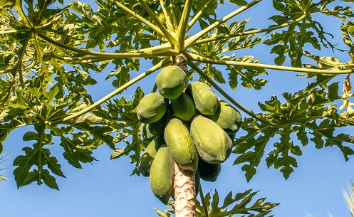 커다란 파파야나무에 초록색 파파야 10개가 주렁주렁 매달려 있다.