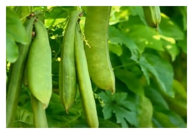 작두콩차 효능 5가지 비염에 좋은 음식 작두콩 끓이는 먹는 방법 부작용