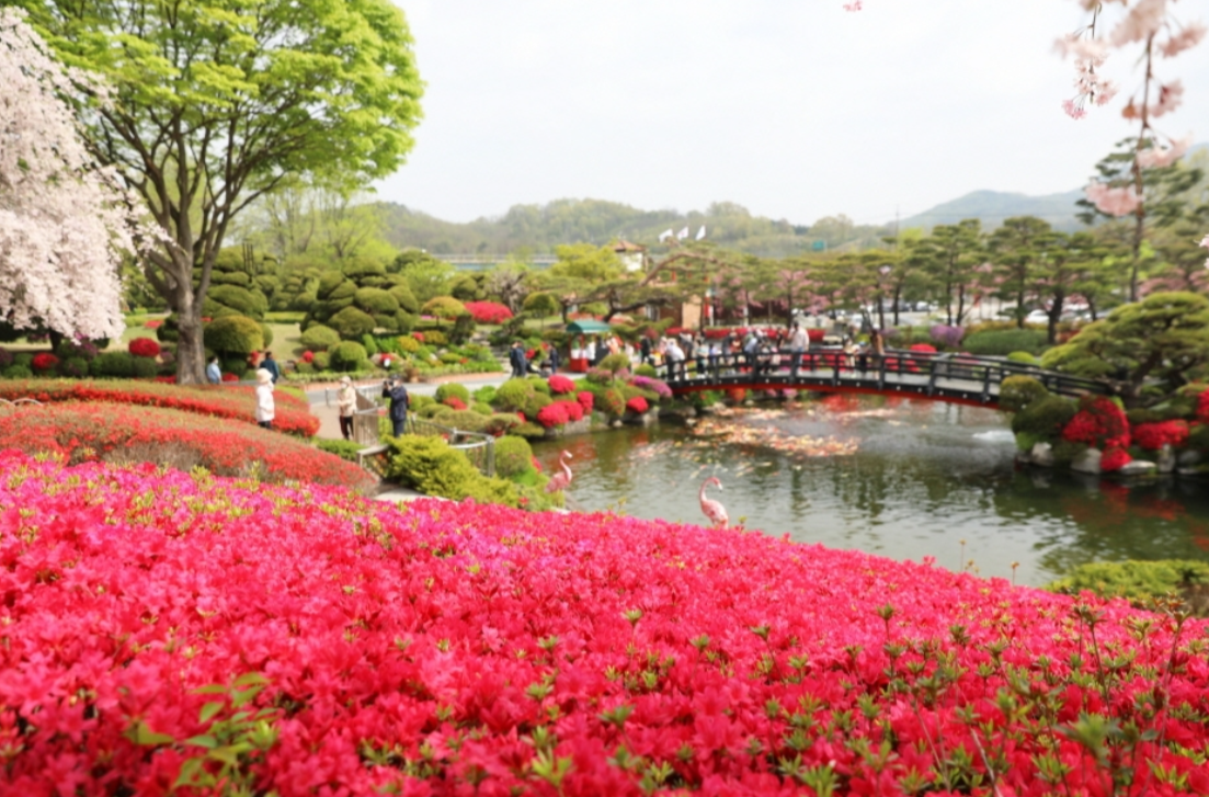 베어트리파크 철쭉제 추천 이유