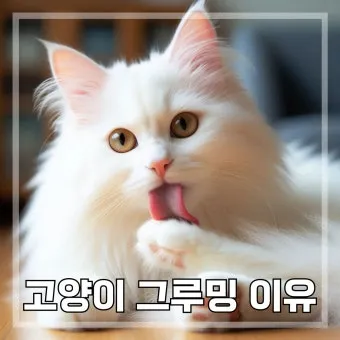 &amp;quot;고양이