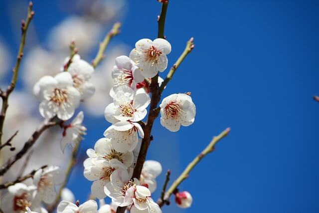 양산 통도사 홍매화