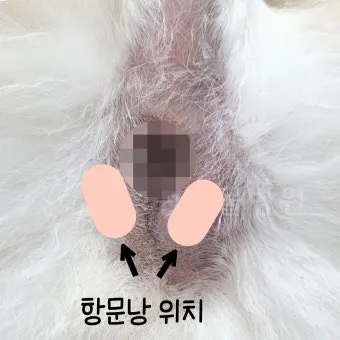강아지 항문낭 안전하게 짜는 방법과 관리 요령_4