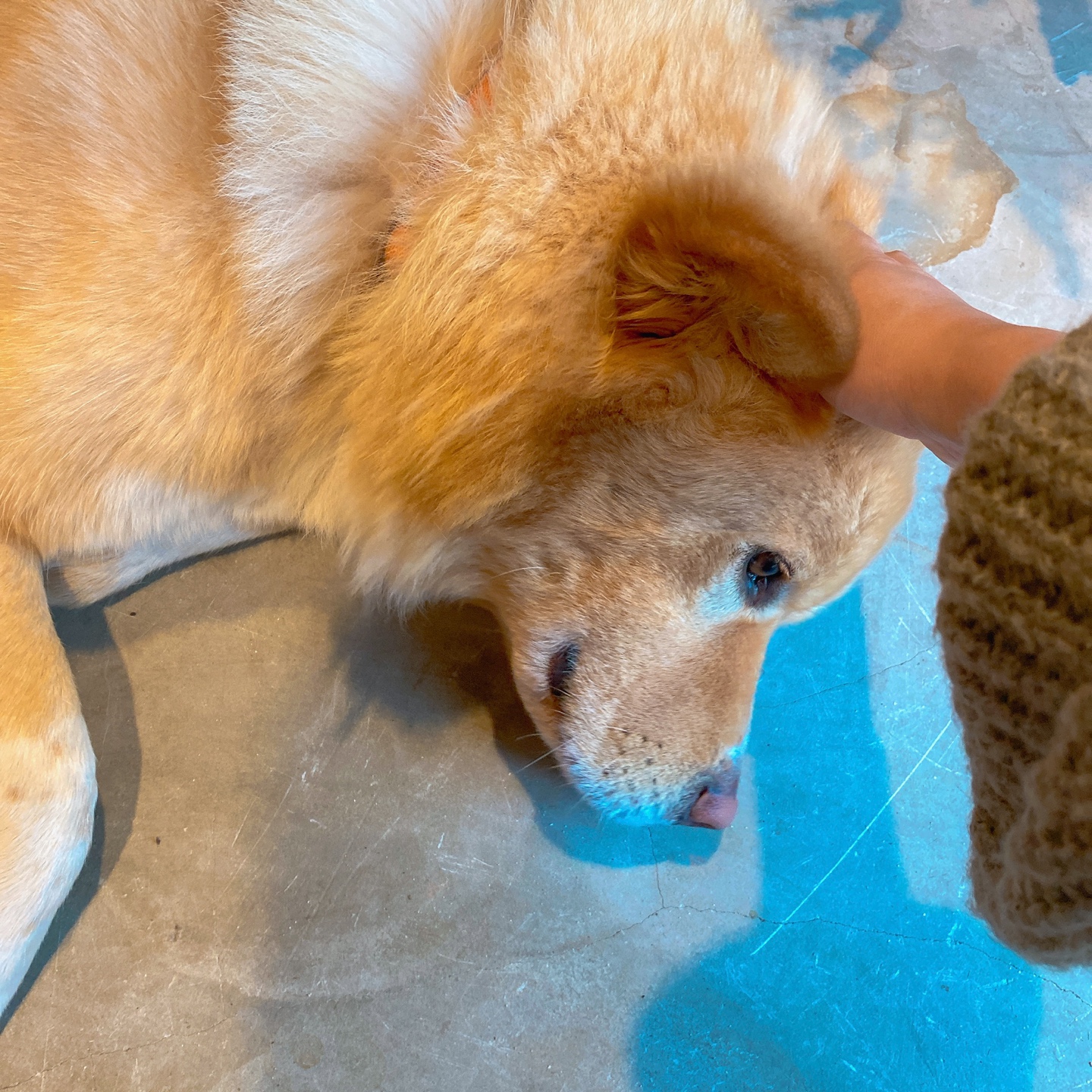 제주 곽지해수욕장 빨간벽돌 주택개조 카페 쿠이