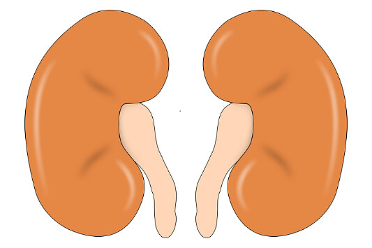 양쪽-콩팥-사진